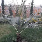 Palm Paradise Daire Stobreč