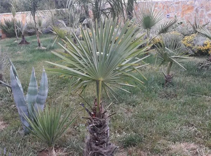 Apartment Palm Paradise Stobreč