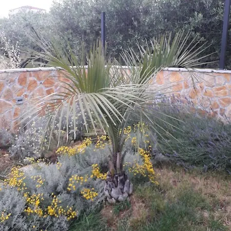 Palm Paradise Apartman *