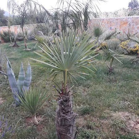 Apartman Palm Paradise Stobrec