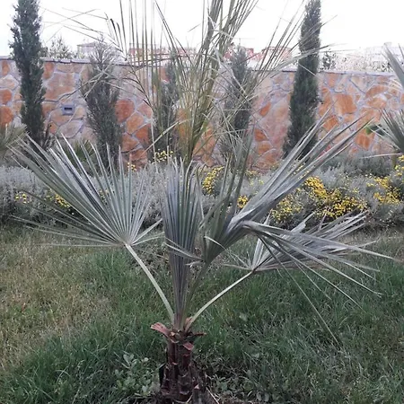 Palm Paradise Apartman Stobrec